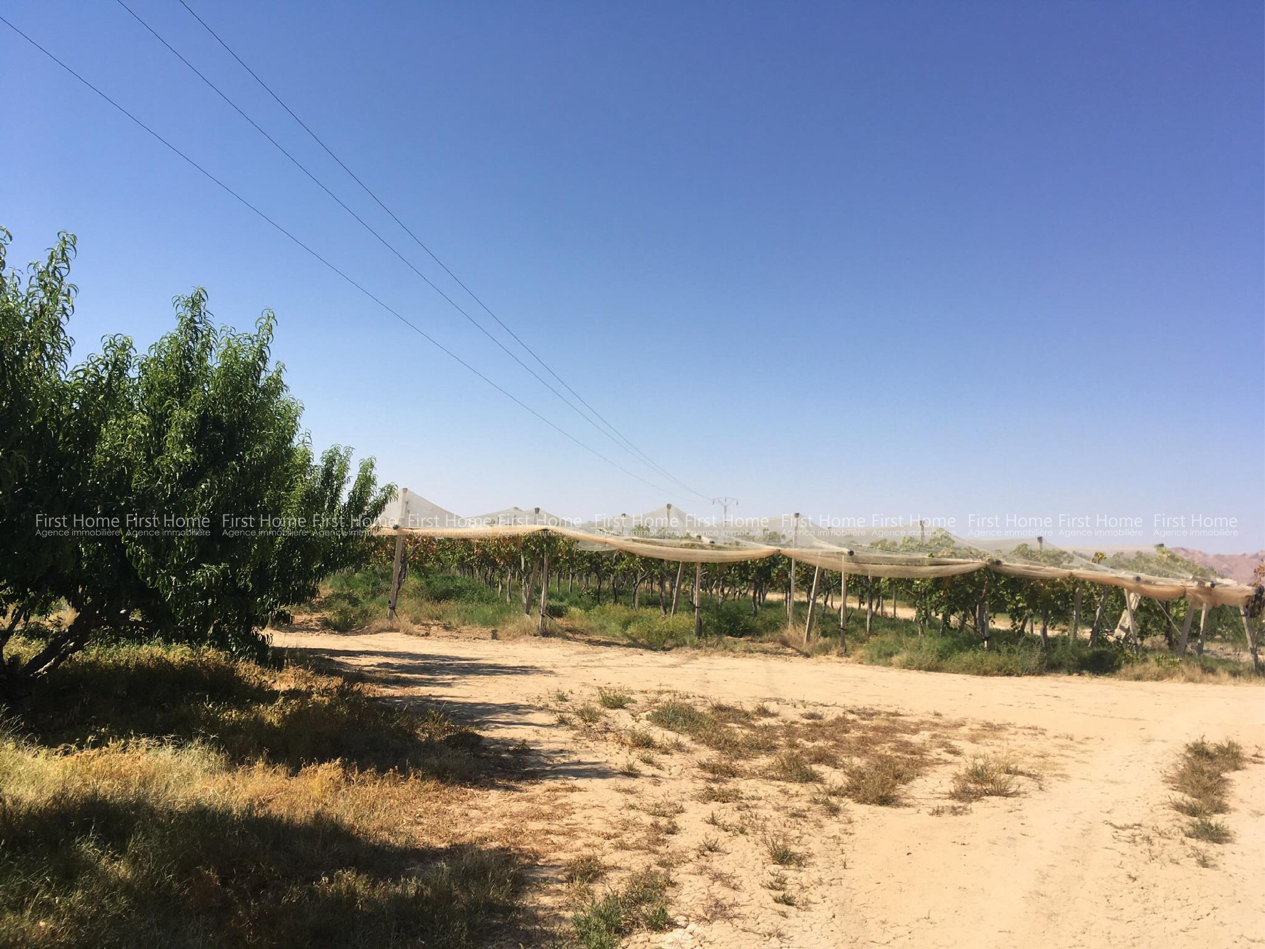 A vendre une ferme à Mezzouna